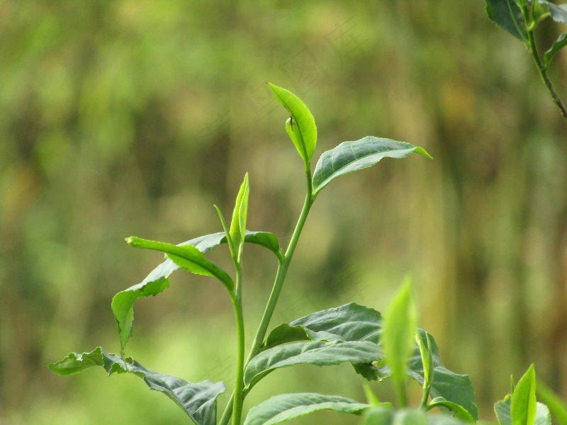 户外绿色茶叶