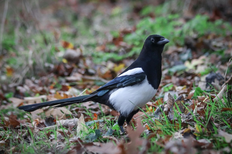 户外喜鹊鸟类生物
