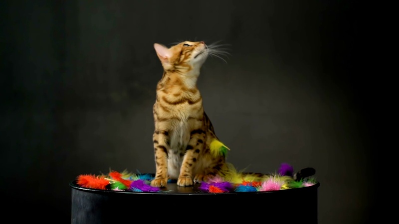 可爱猫咪摄影