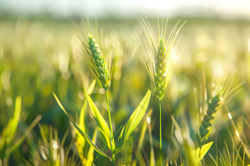 小麦绿色麦穗小米那芒种粮食摄影图