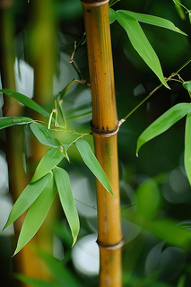 春夏竹林绿色清凉摄影图