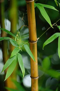 春夏竹林绿色清凉摄影图