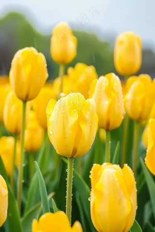 雨天黄色郁金香花朵摄影图