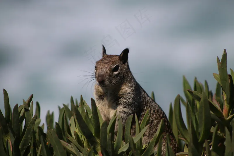 户外可爱松鼠动物