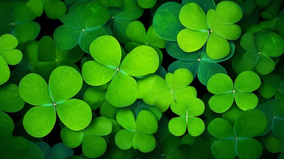 春天四叶草三叶草绿叶摄影图