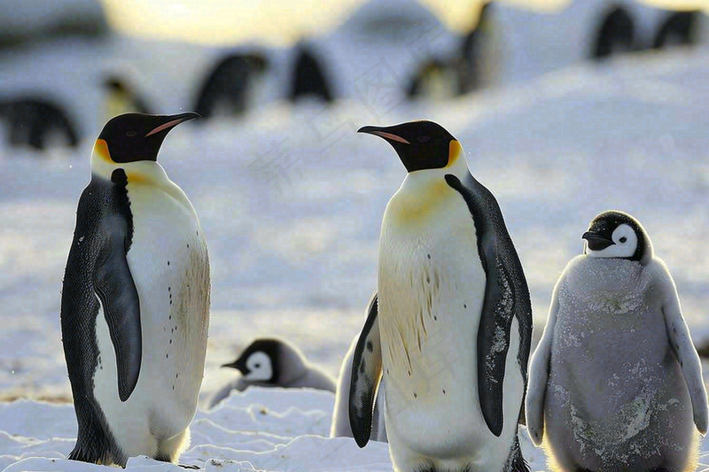 冰雪天地的企鹅寒冷动物摄影图