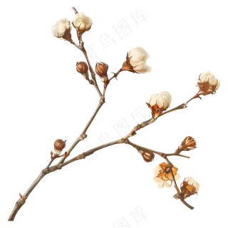 免扣成熟的棉花