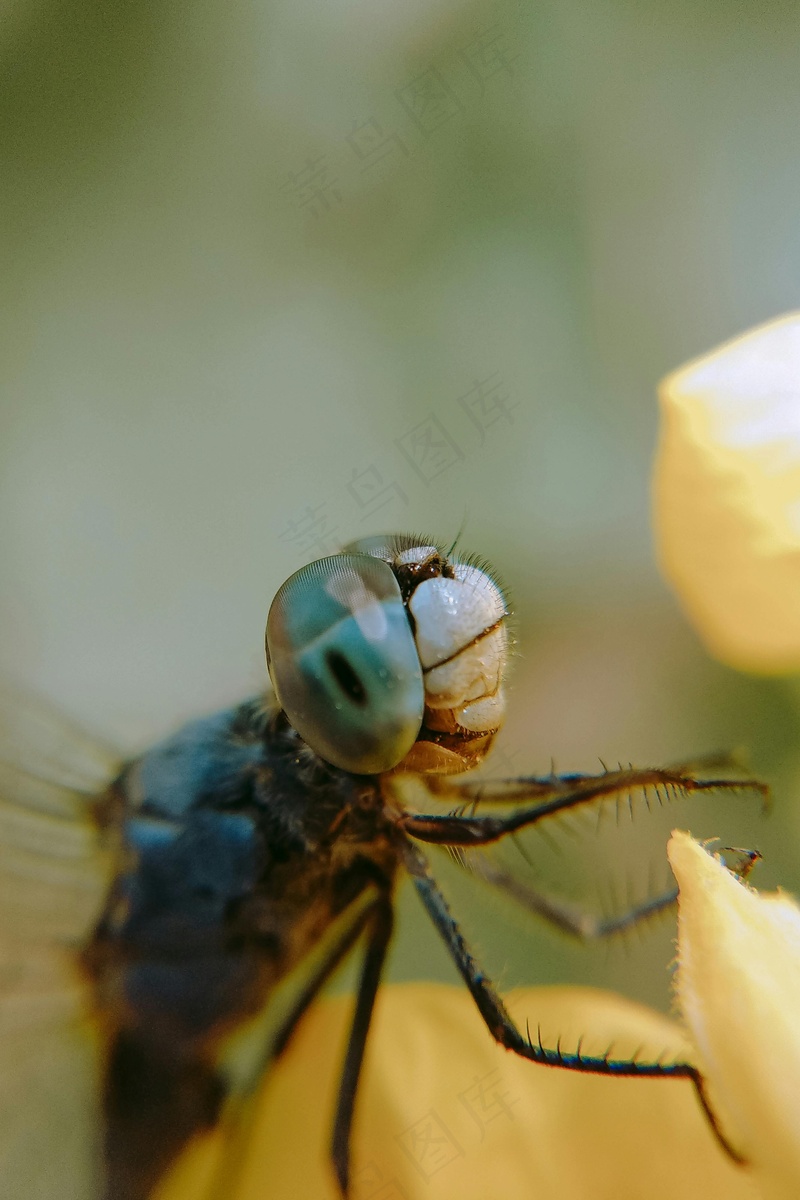 蜻蜓的眼睛