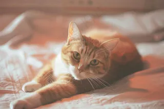 猫咪宠物猫可爱动物摄影图