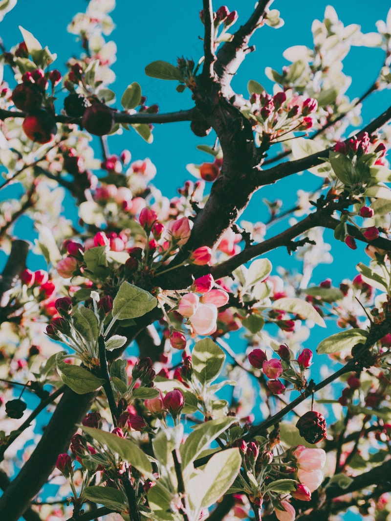 花团锦簇映蓝空