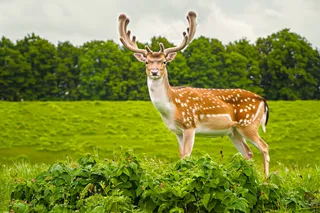 梅花鹿动物摄影图