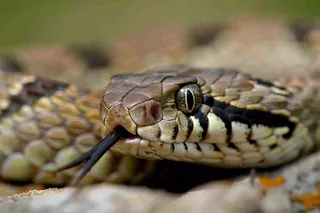 蛇陆地爬行动物摄影图