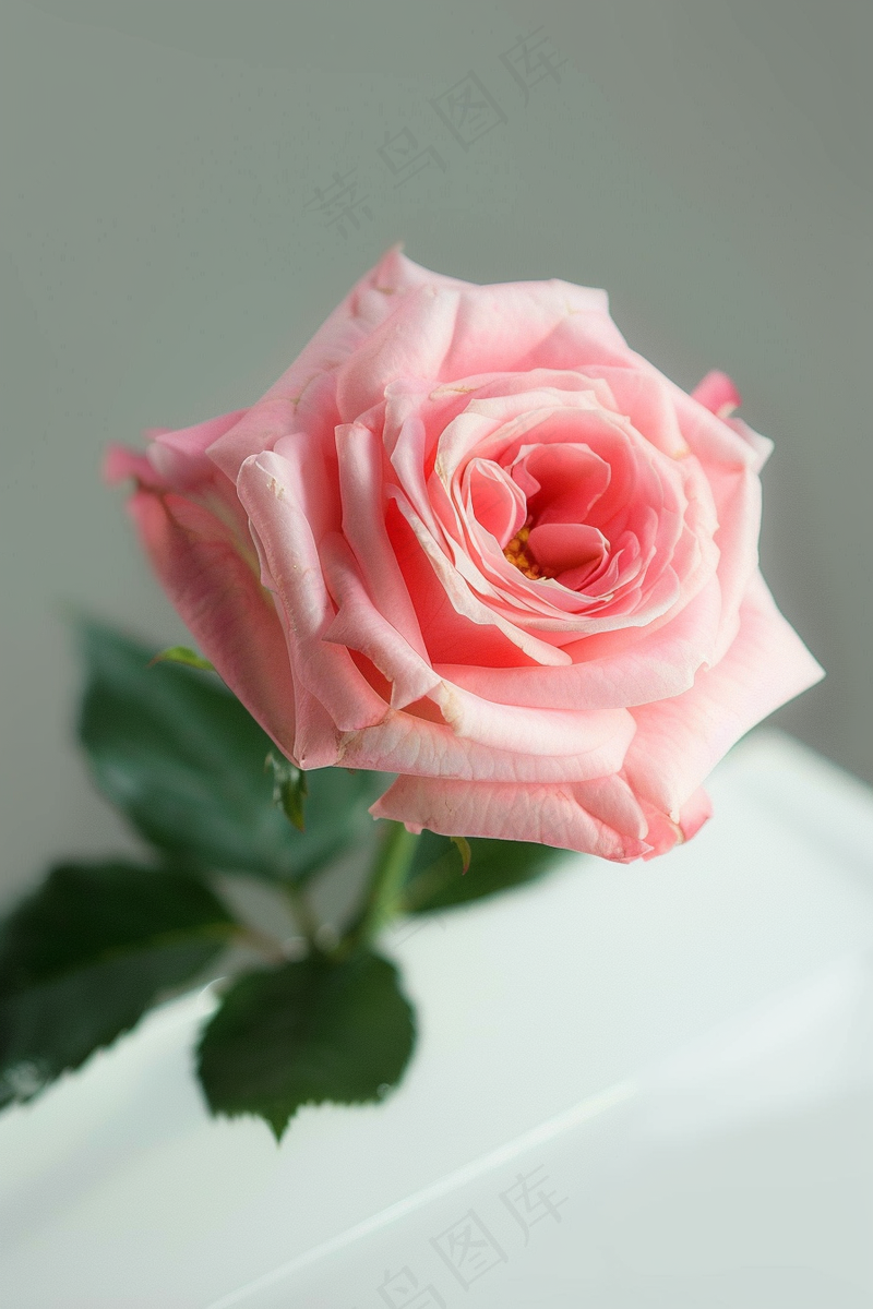 玫瑰花鲜花花朵摄影图(2688x4032)