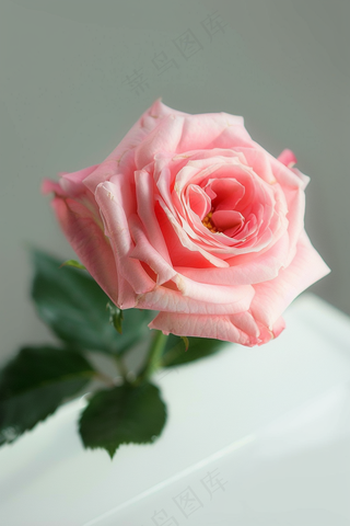 玫瑰花鲜花花朵摄影图