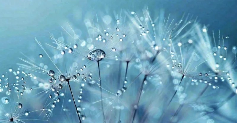 白色蒲公英上的露水白露摄影图(1504x784)