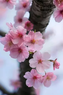 春日樱花花朵摄影图