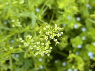 路边小野花 野菜花摄影
