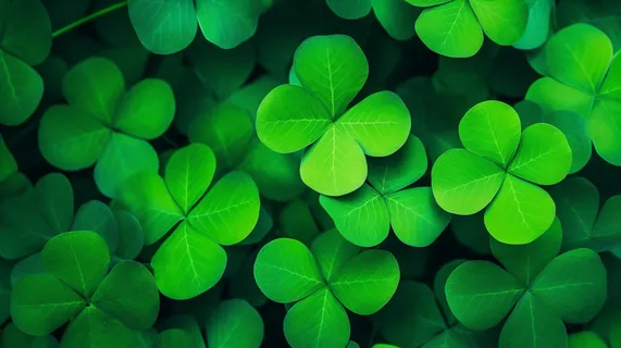 春天四叶草三叶草绿叶摄影图 春天四叶草三叶草绿叶摄影图