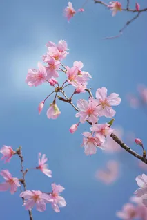 春日樱花花朵摄影图