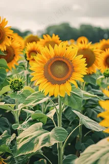 向日葵向阳鲜花摄影图