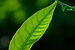 绿叶细节特写摄影图