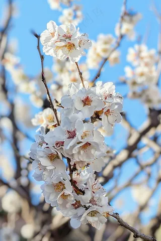 春日樱花花朵摄影图