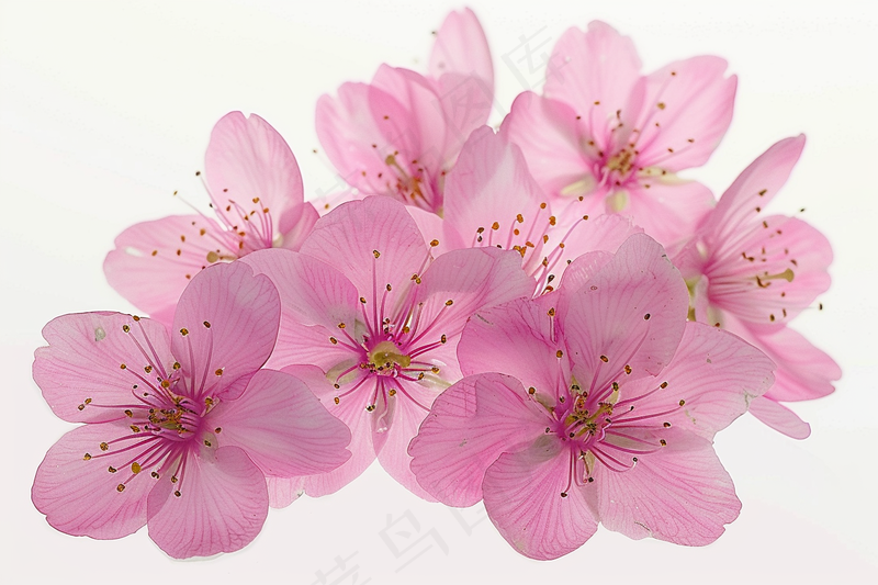 春日樱花花朵摄影图(4032x2688)