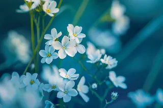 白色小花朵蓝绿色春夏摄影图