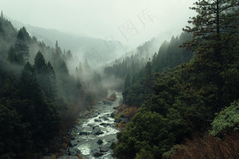 云雾森林图片