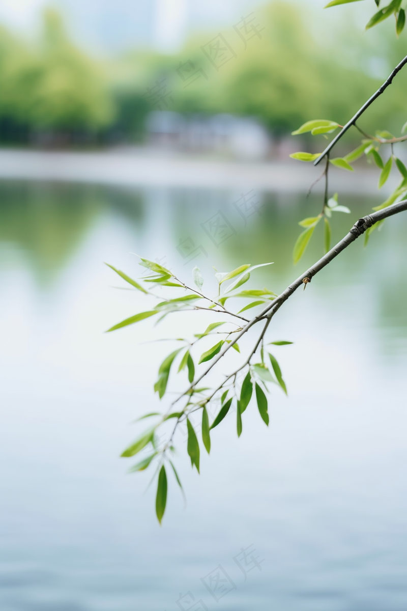 春天树枝抽新芽绿意立春春分摄影图