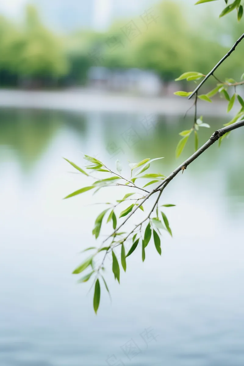 春天树枝抽新芽绿意立春春分摄影图(x)