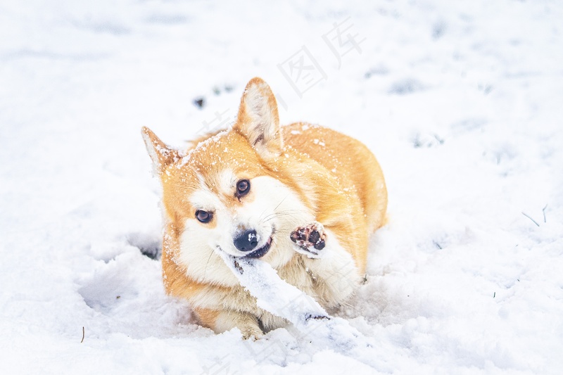 雪地上快乐的可爱威尔士柯基犬6