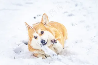 雪地上快乐的可爱威尔士柯基犬6