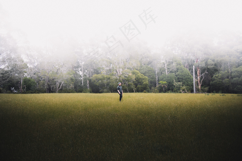 云雾森林图片