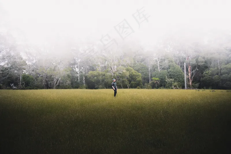 云雾森林图片