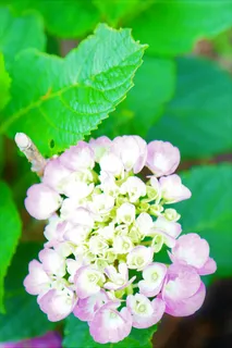 春天花卉紫色的花植物 (1)