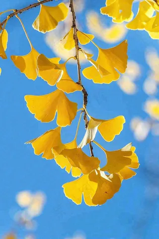 秋天黄色银杏叶树蓝色背景立秋处暑摄影图