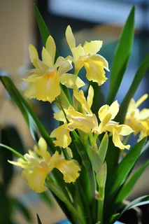 兰花黄色花朵蕙兰摄影图 兰花黄色花朵蕙兰摄影图