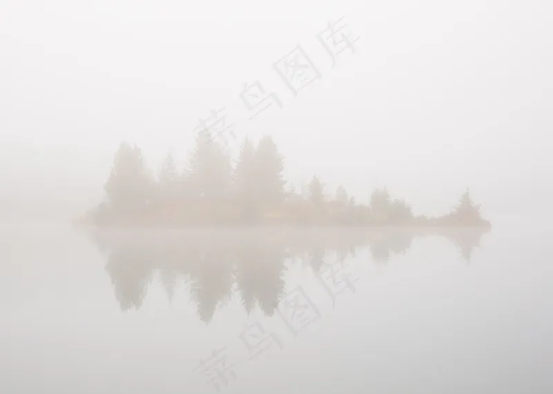 云雾森林图片