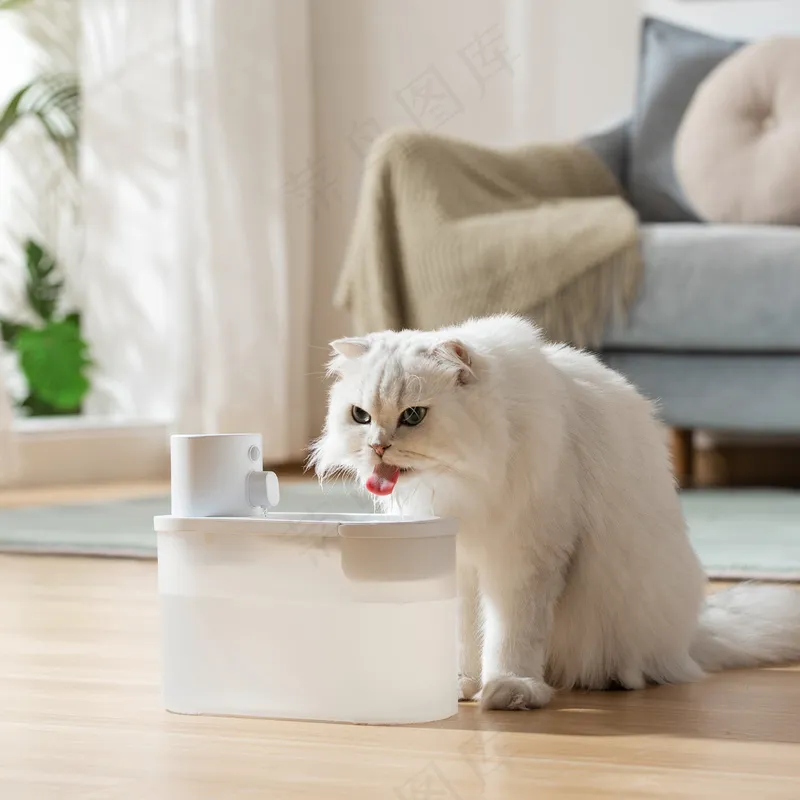 可爱猫咪摄影