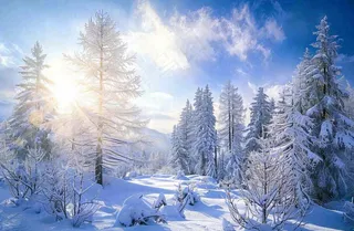 冬天白雪覆盖的森林阳光照射大自然雪景大雪小雪冬至摄影图