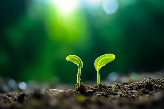 春天破土的嫩芽土壤立春摄影图