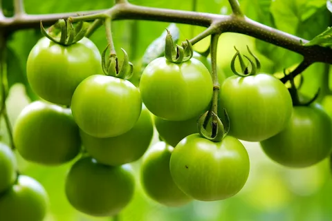 番茄西红柿种植园摄影图