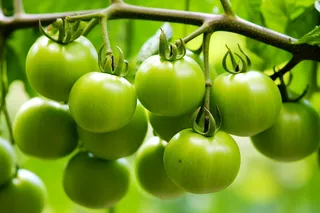 番茄西红柿种植园摄影图