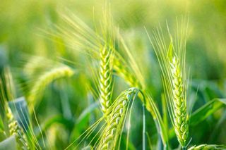 绿色小麦麦穗农田种植小满芒种粮食丰收摄影图