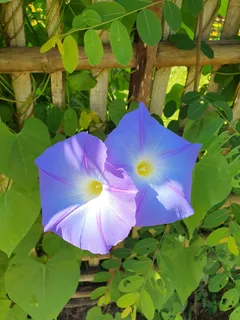 花园紫色美丽的花朵