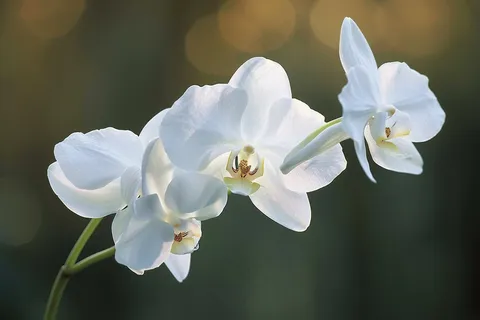 白色兰花摄影图 白色兰花摄影图