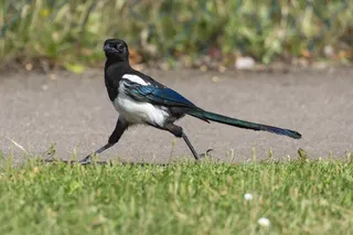 户外喜鹊鸟类生物