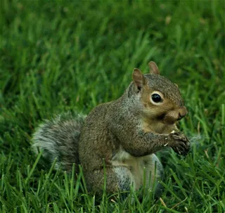 户外草地上的松鼠
