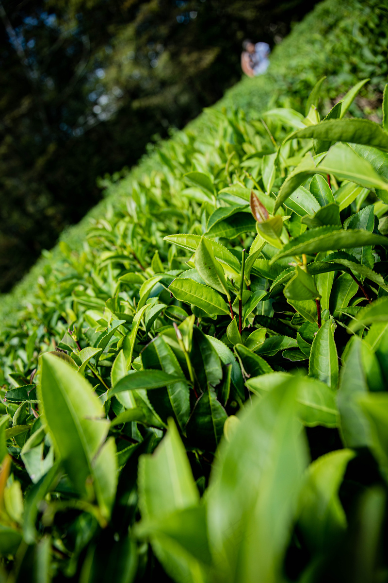 户外茶叶茶园